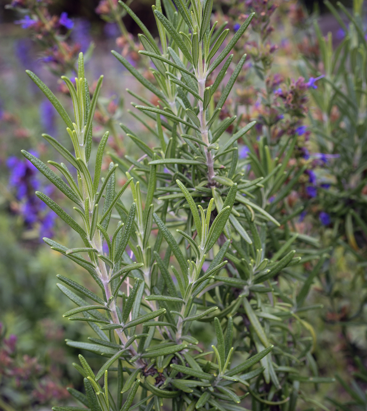 Image of Rosmarinus officinalis specimen.