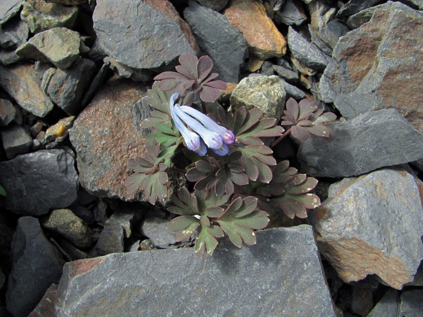 Изображение особи род Corydalis.