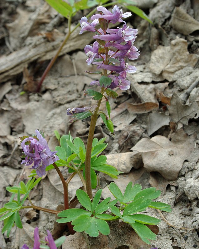 Image of Corydalis solida specimen.