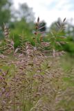 Смотреть изображение род Festuca