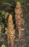 Orobanche laxissima