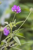 Psoralea bituminosa подвид pontica. Верхушка цветущего растения. Краснодарский край, Пшадский сельский округ, окр. с. Криница, ущ. Грекова щель, каменистый берег ручья. 09.07.2022.