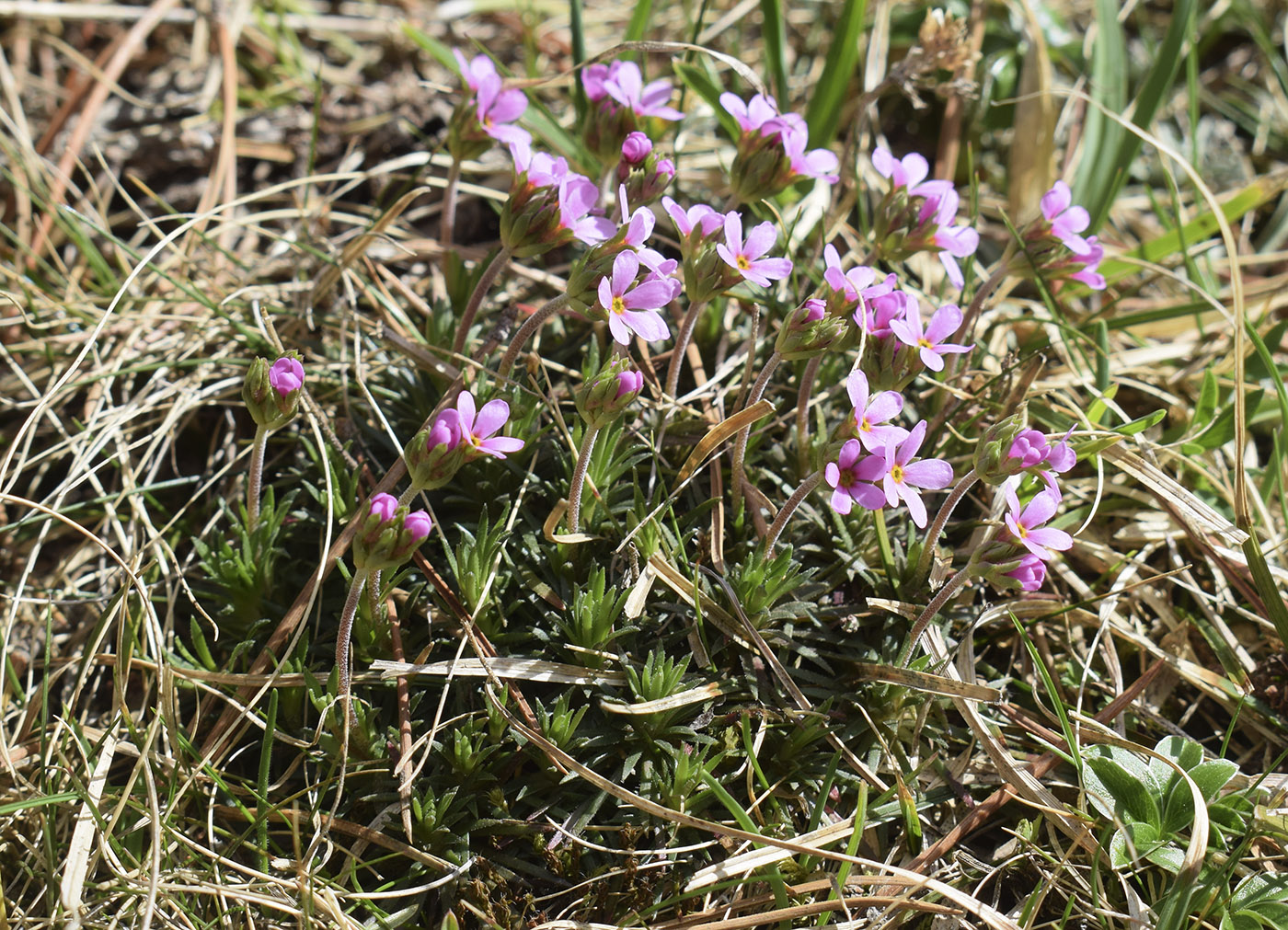 Image of Androsace halleri specimen.