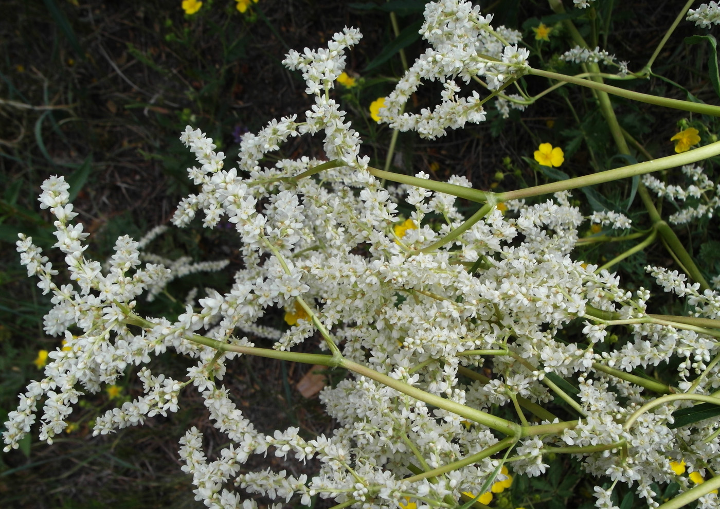 Image of Aconogonon alpinum specimen.