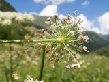 Heracleum ponticum