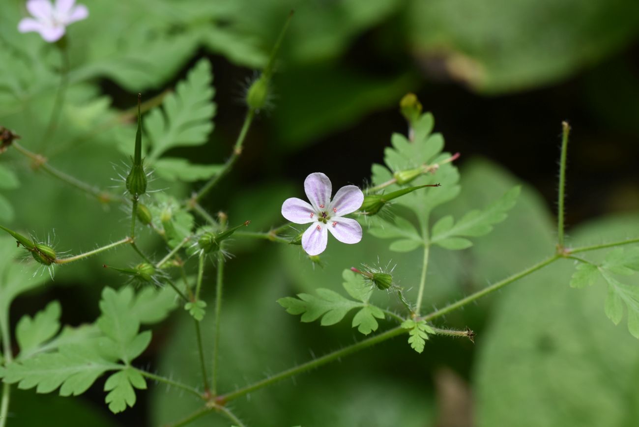 Image of Geranium robertianum specimen.