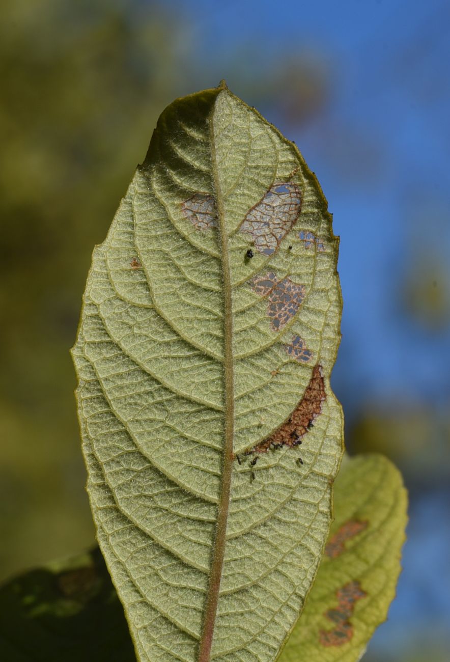 Изображение особи Salix aurita.