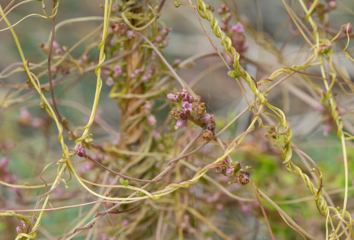 Image of Cuscuta monogyna specimen.