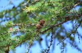 Larix sibirica