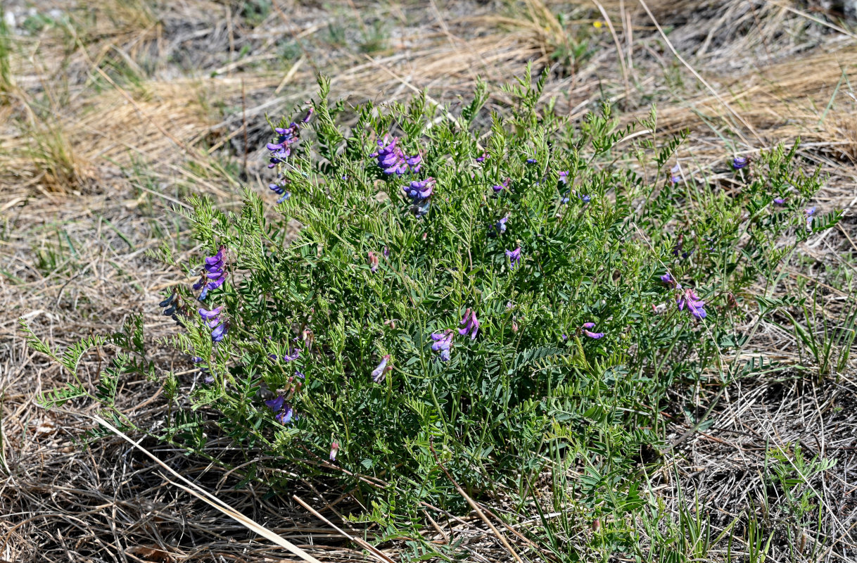 Image of Vicia multicaulis specimen.