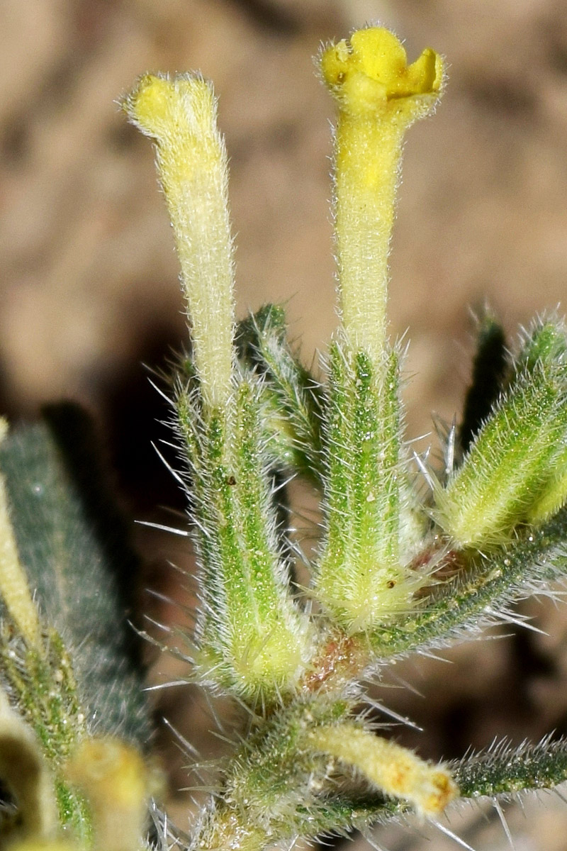 Image of Arnebia decumbens specimen.