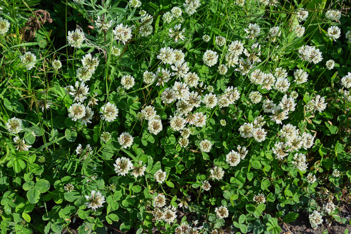 Image of Trifolium repens specimen.