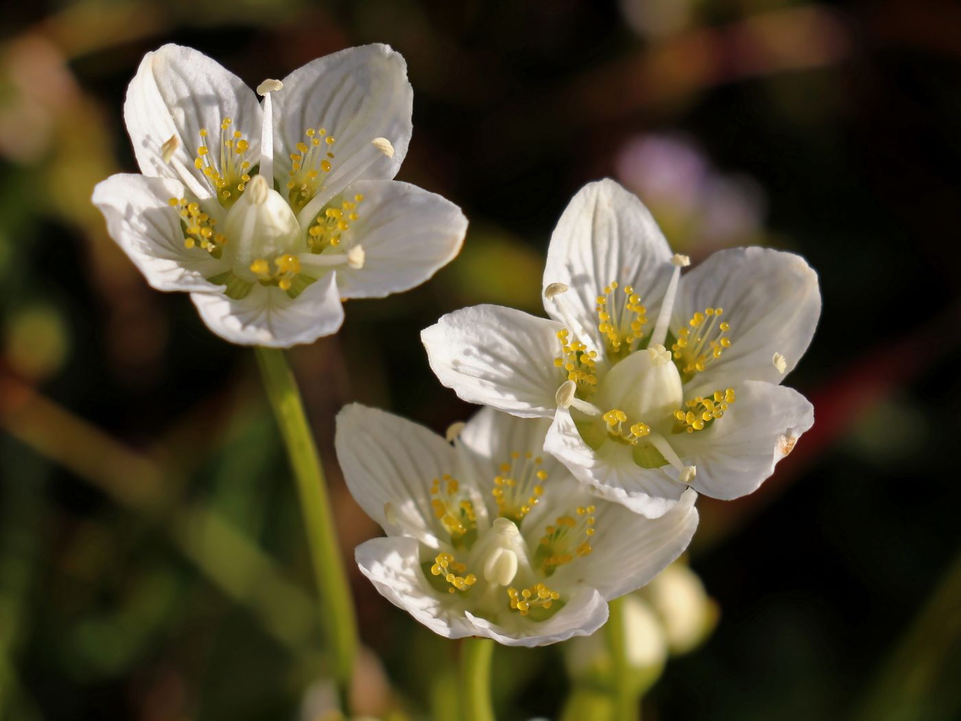 Изображение особи Parnassia palustris.