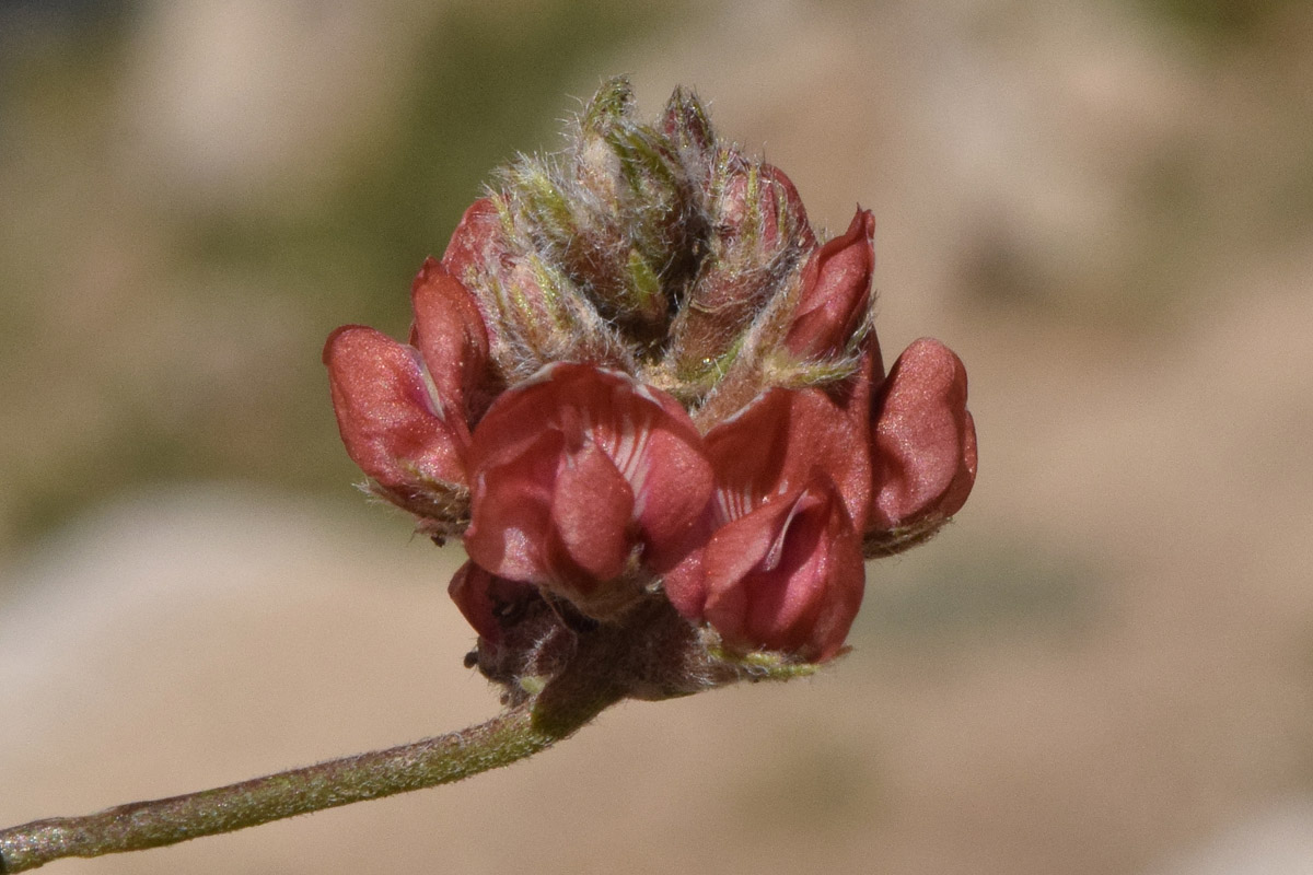 Изображение особи Oxytropis microsphaera.