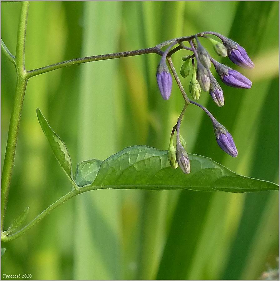 Изображение особи Solanum dulcamara.