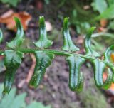 Смотреть изображение Dryopteris cycadina