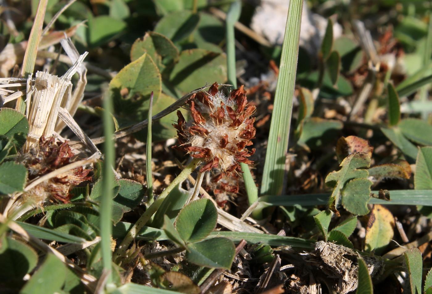 Изображение особи Trifolium fragiferum.