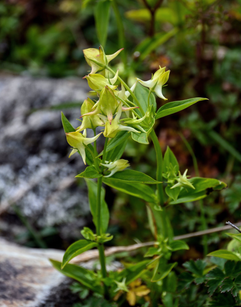 Изображение особи Halenia corniculata.