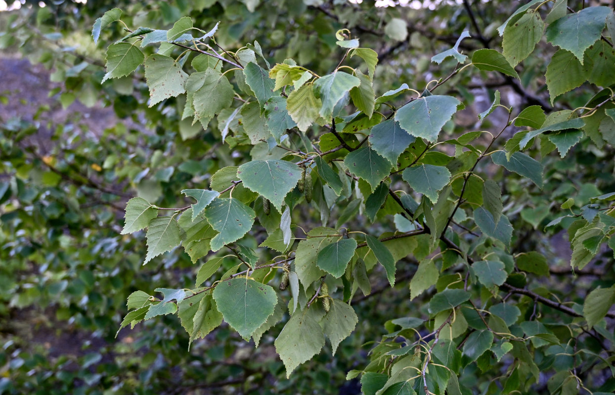 Изображение особи Betula platyphylla.