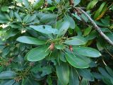 Rhododendron fortunei