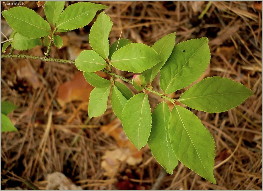 Image of Euonymus verrucosus specimen.