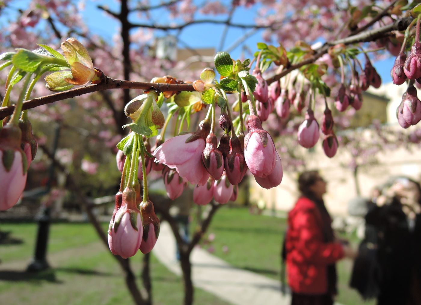 Изображение особи Cerasus sachalinensis.