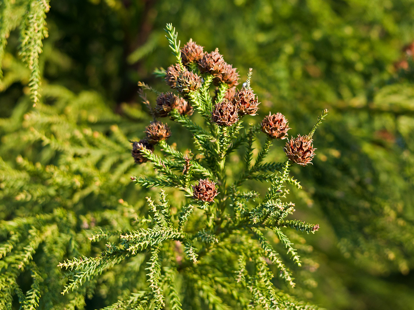 Image of Cryptomeria japonica specimen.