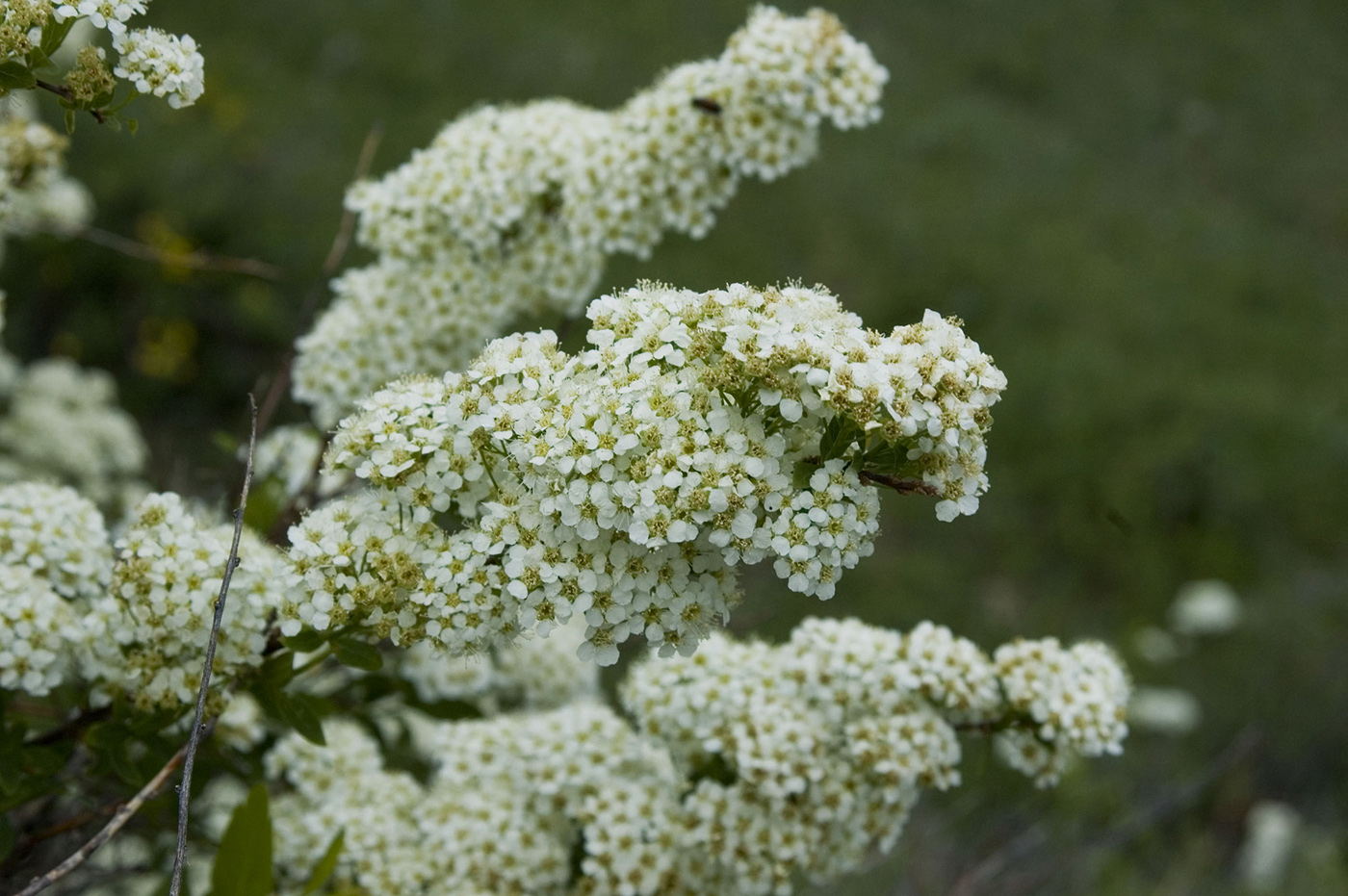 Изображение особи Spiraea media.