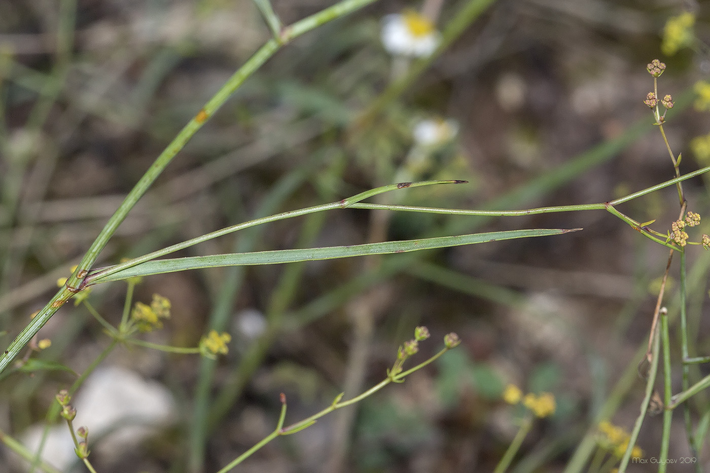 Image of Bupleurum exaltatum specimen.