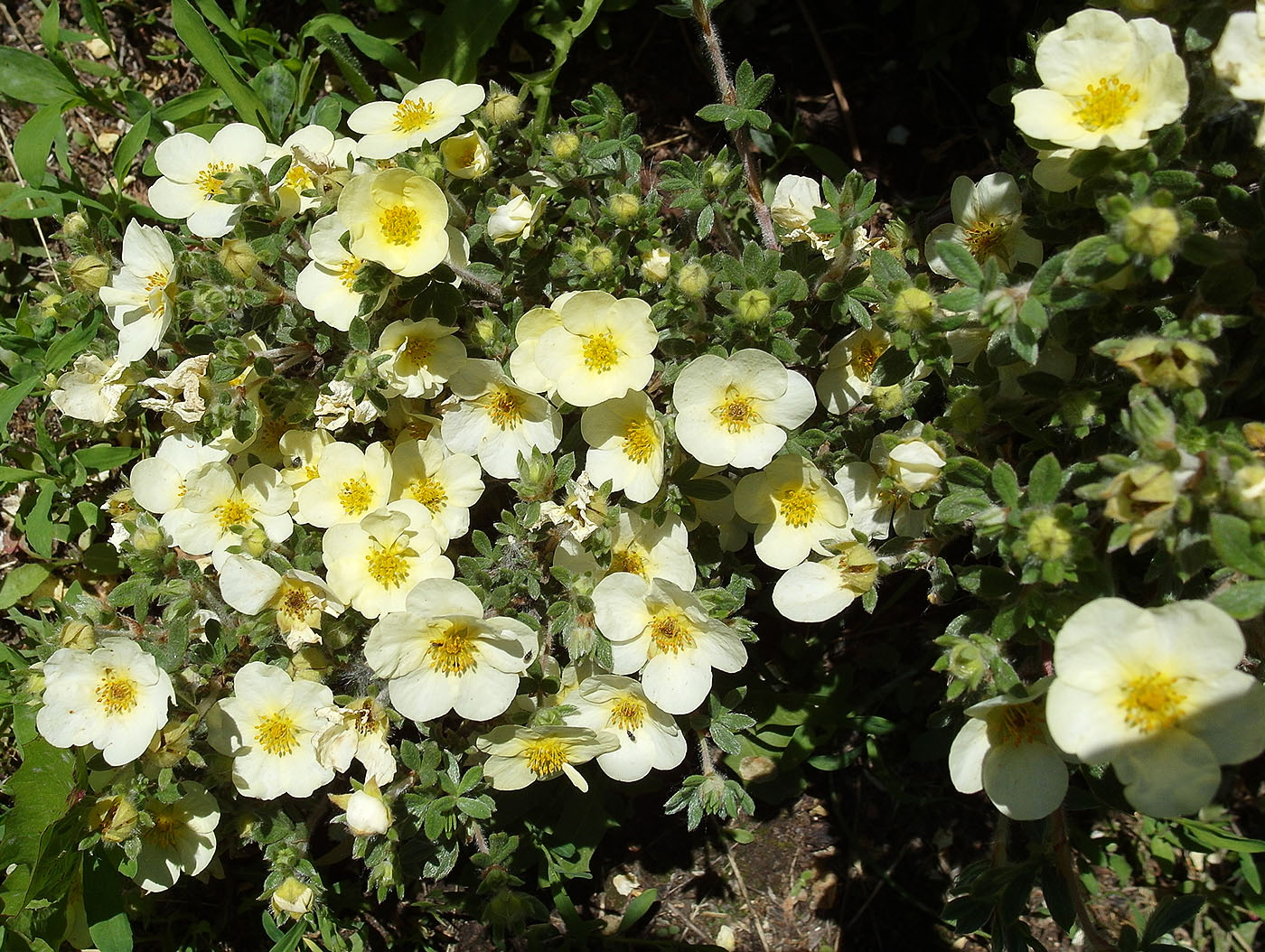 Image of Dasiphora fruticosa specimen.