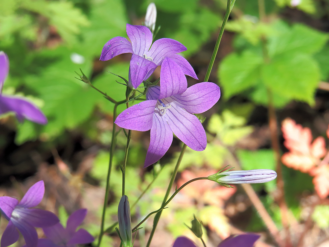 Изображение особи Campanula patula.