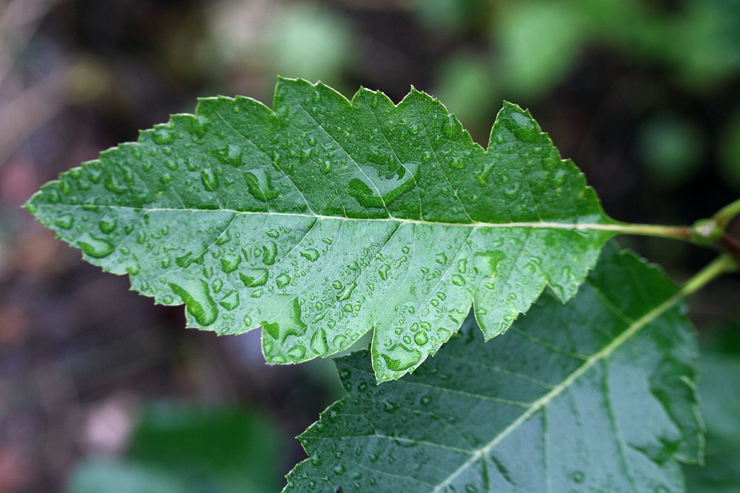 Изображение особи Sorbus mougeotii.