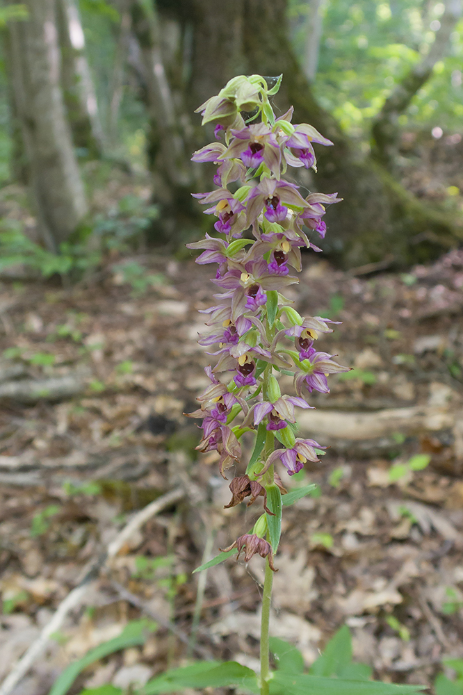 Изображение особи Epipactis helleborine.