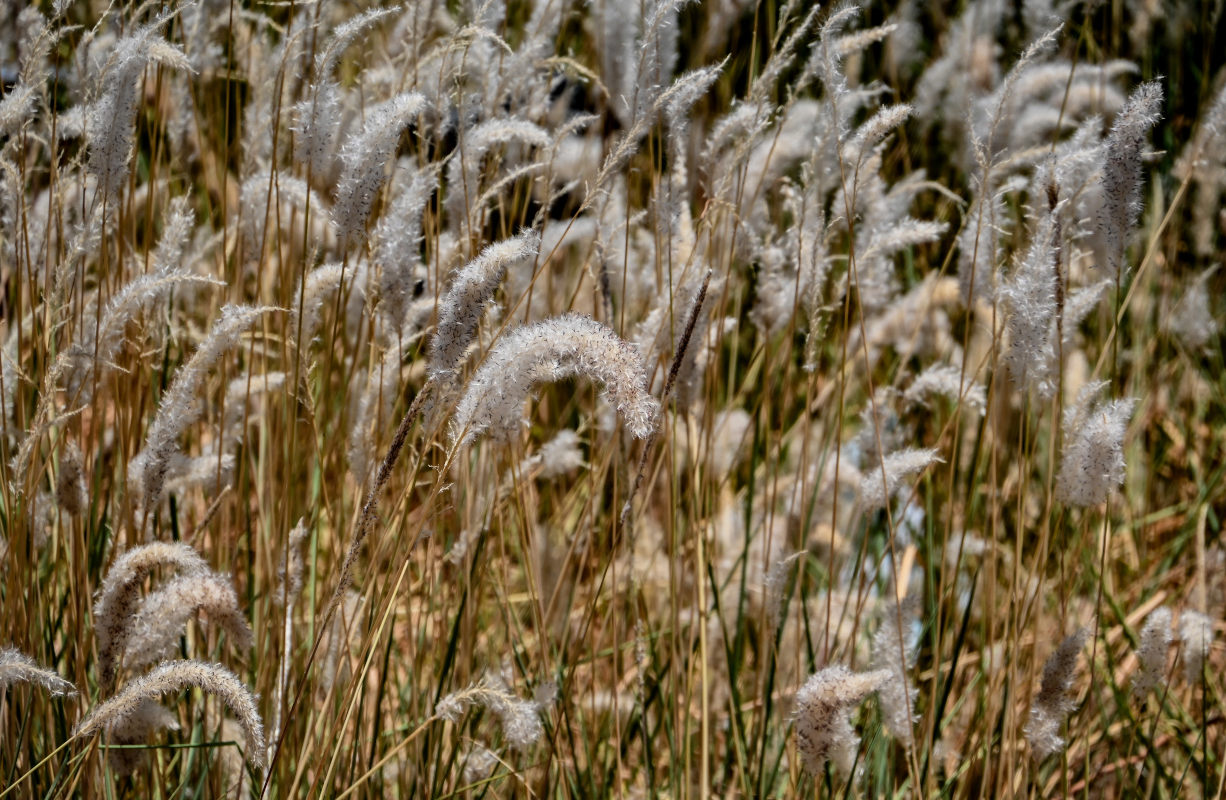 Image of Imperata cylindrica specimen.