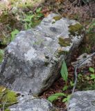 Смотреть изображение Hieracium adlerzii