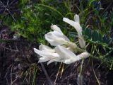 Astragalus involutivus