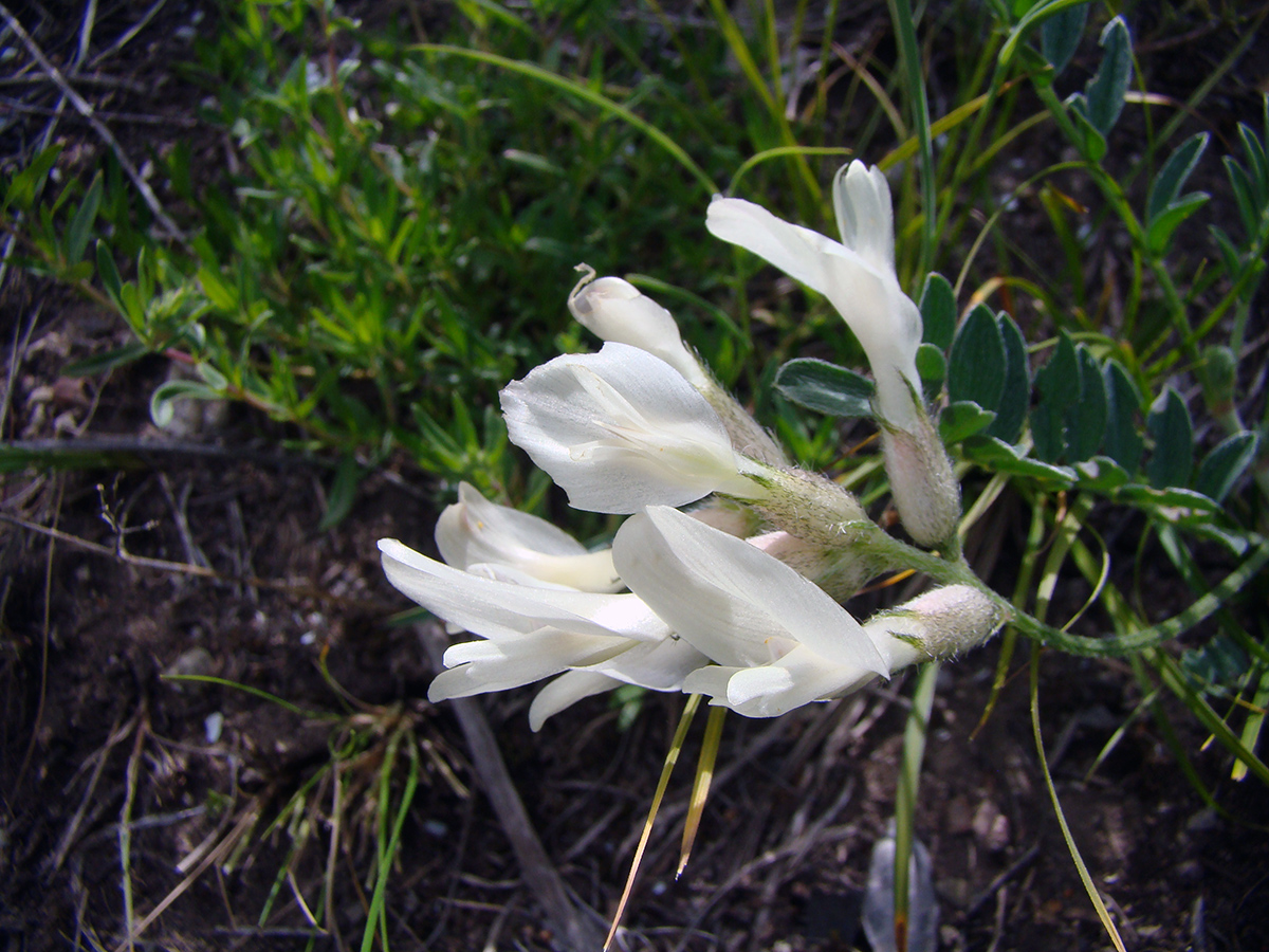 Изображение особи Astragalus involutivus.