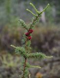 Larix sibirica. Верхушка ветви с шишками. Красноярский край, Таймырский Долгано-Ненецкий р-н, плато Путорана, долина р. Иркингда, опушка смешанного леса. 23.07.2023.