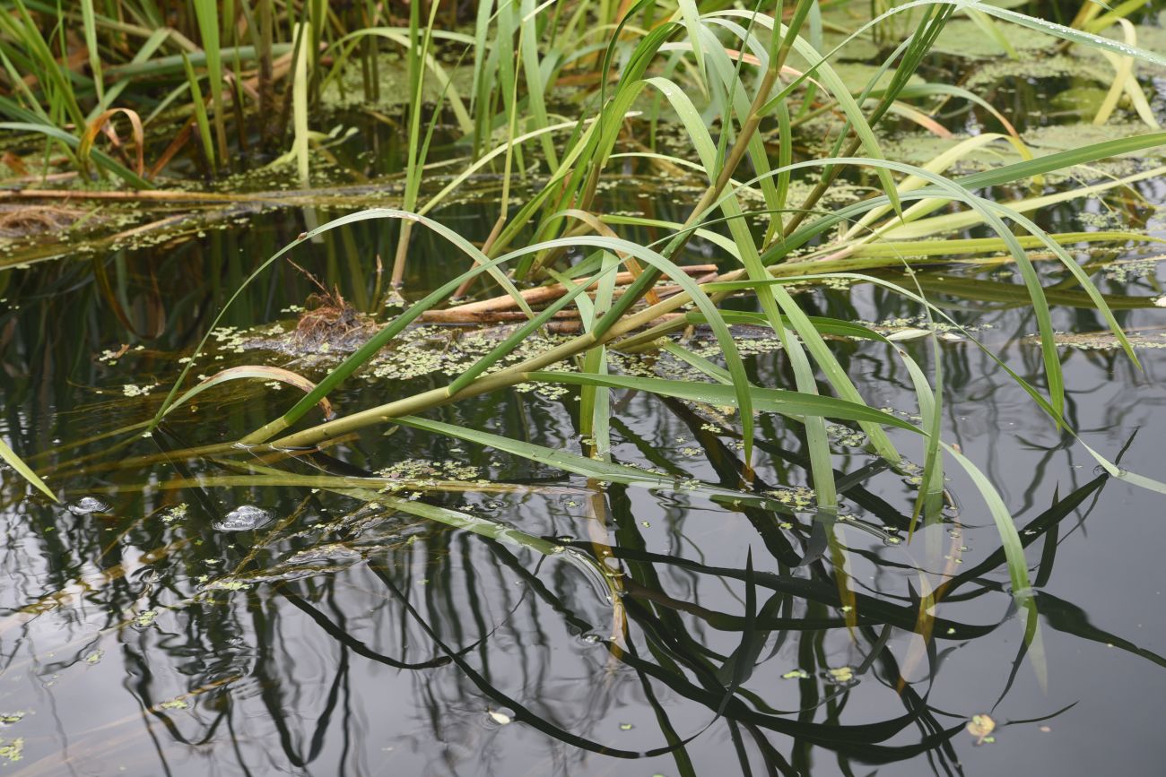 Image of Glyceria maxima specimen.