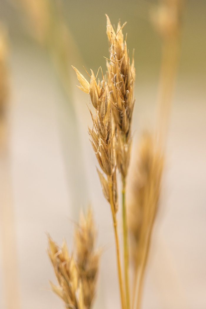 Изображение особи Anthoxanthum alpinum.