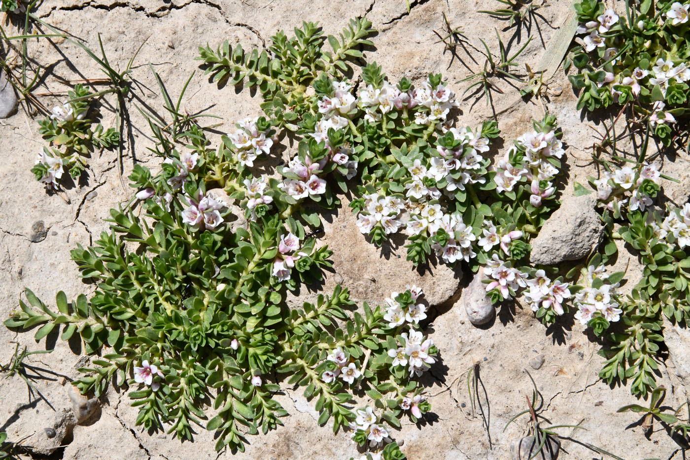 Image of Glaux maritima specimen.