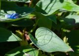 Mertensia pubescens. Листья и опавший венчик. Камчатский край, Елизовский р-н, подножие горы Вачкажицы, берег р. Тахколоч, луговина на склоне СВ экспозиции. 04.08.2024.