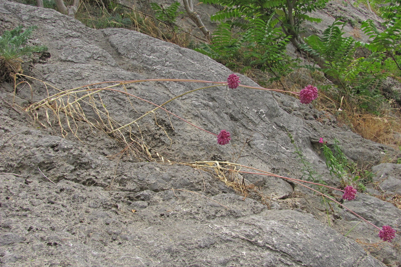 Image of Allium ampeloprasum specimen.