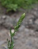 Artemisia vulgaris