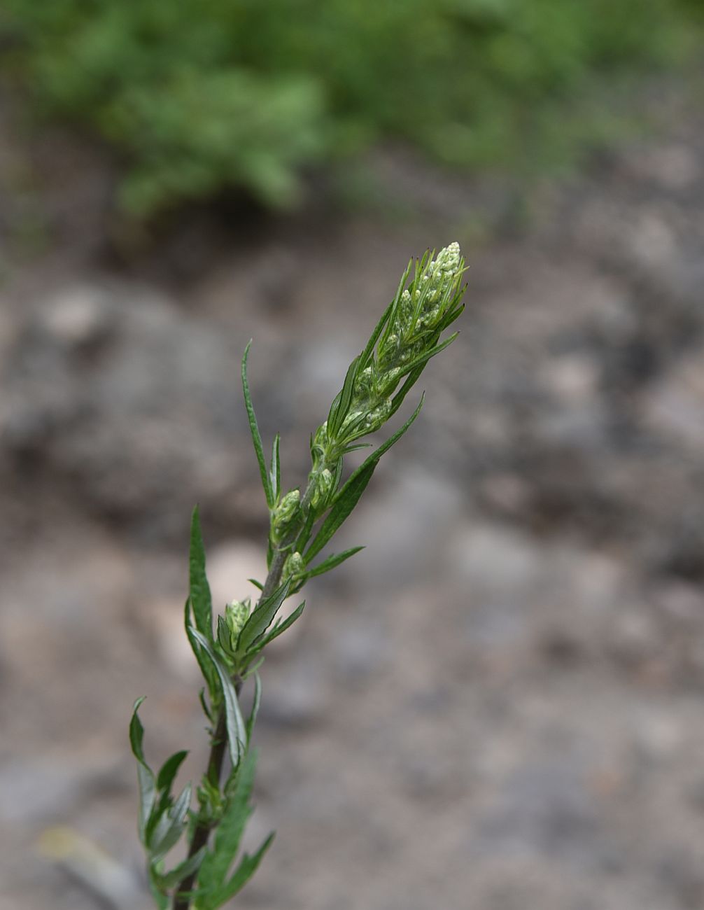 Image of Artemisia vulgaris specimen.