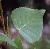 Populus nigra. Лист. Пермский край, г. Пермь, Кировский р-н, берег старицы. 27.07.2024.