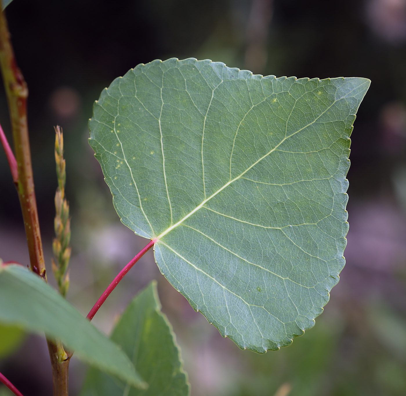 Изображение особи Populus nigra.