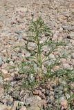 Atriplex littoralis