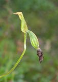 Cypripedium yatabeanum. Верхушка побега с незрелым плодом. Камчатский край, Елизовский р-н, подножие вулкана Авачинская сопка, горная тундра. 11.08.2024.