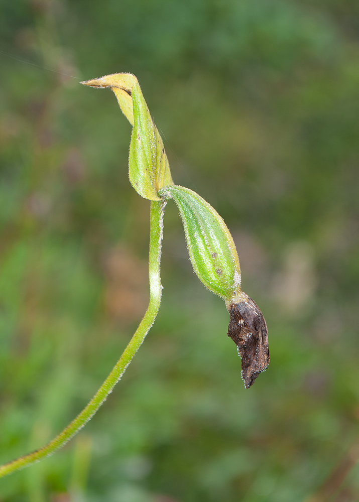 Image of Cypripedium yatabeanum specimen.